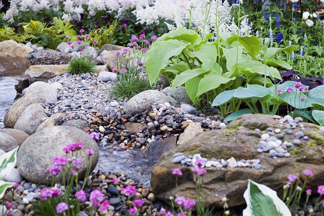 Hosta by side of stream in garden