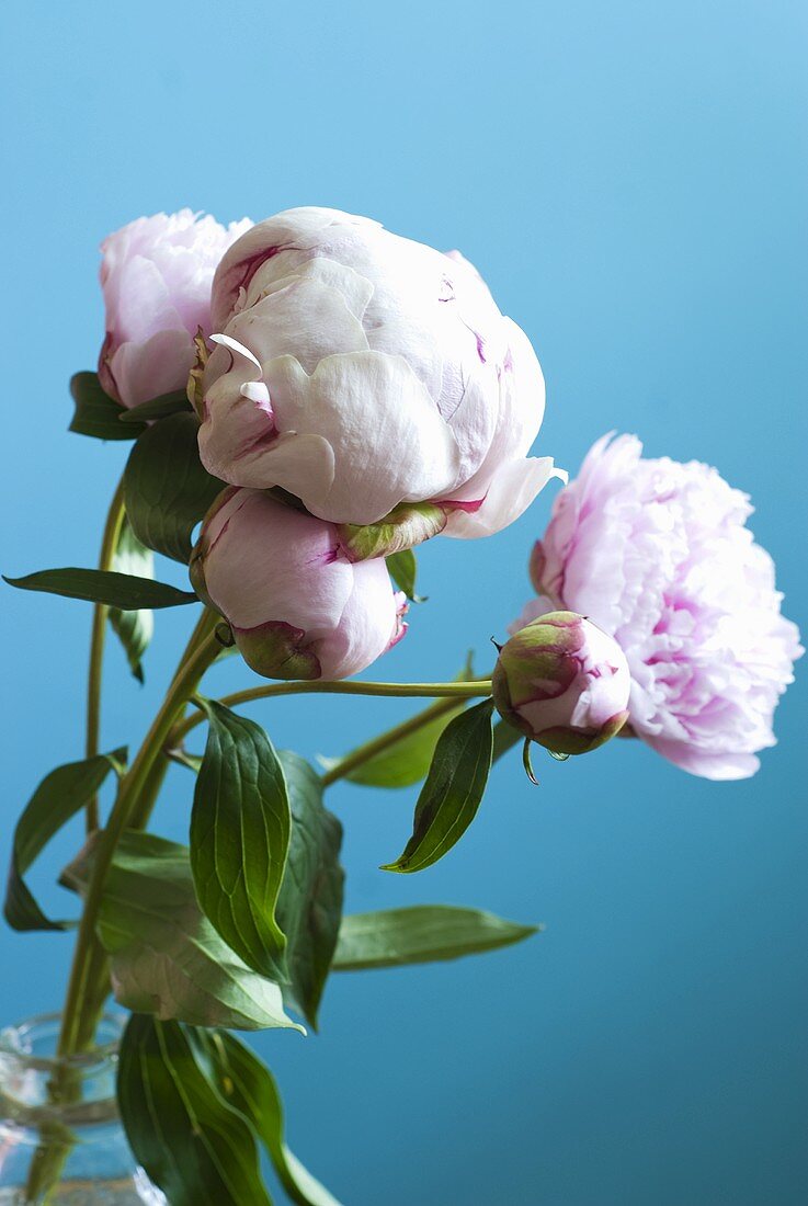 Rosa Pfingstrosen vor blauem Hintergrund