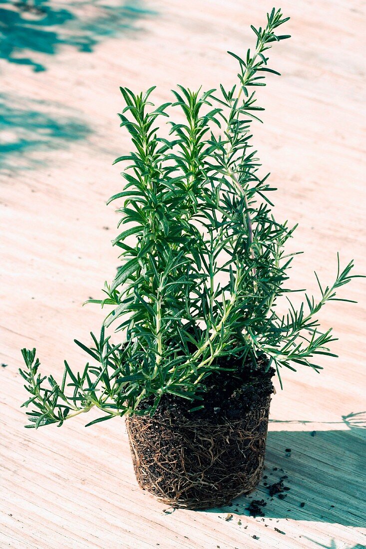 Rosemary plant with root ball