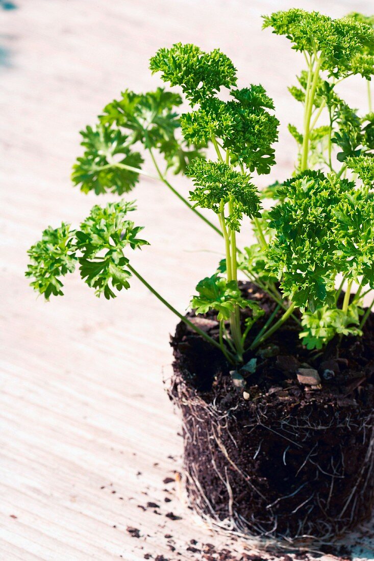 Parsley with root ball
