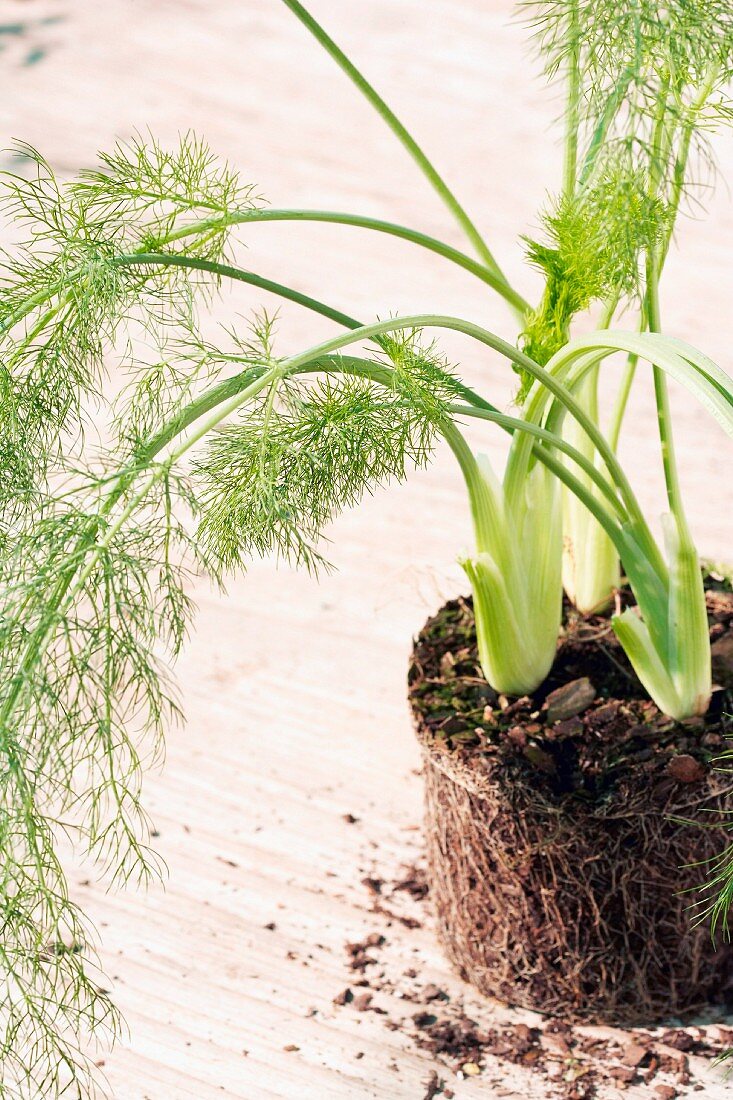 Dill mit Wurzelballen