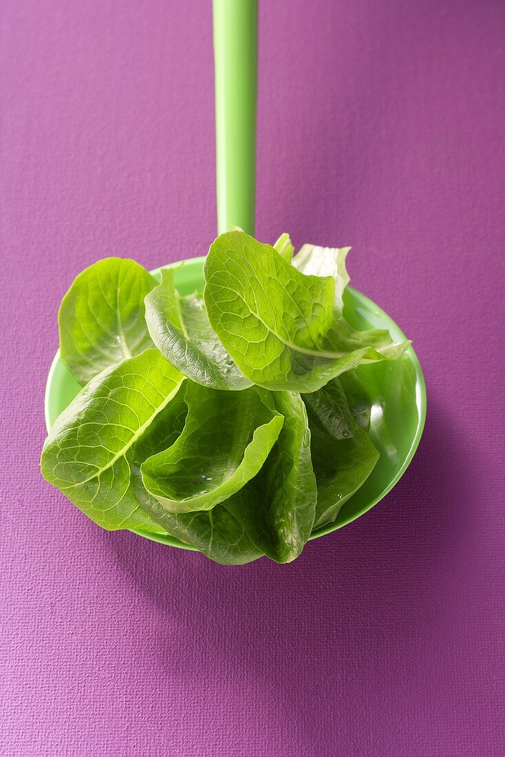 Loose leaf lettuce on plastic spoon