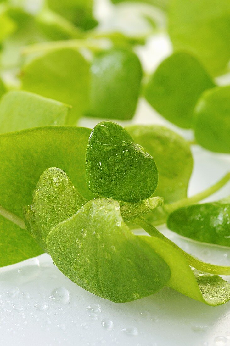 Fresh purslane with drops of water (close-up)