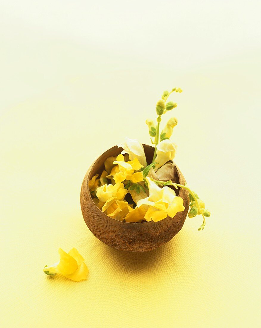 Snapdragons in a small bowl