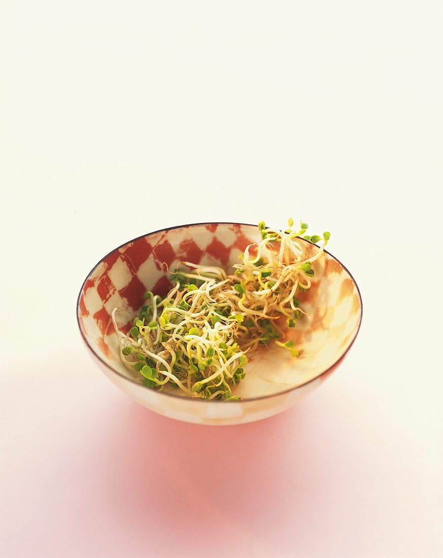 Radish sprouts in a dish