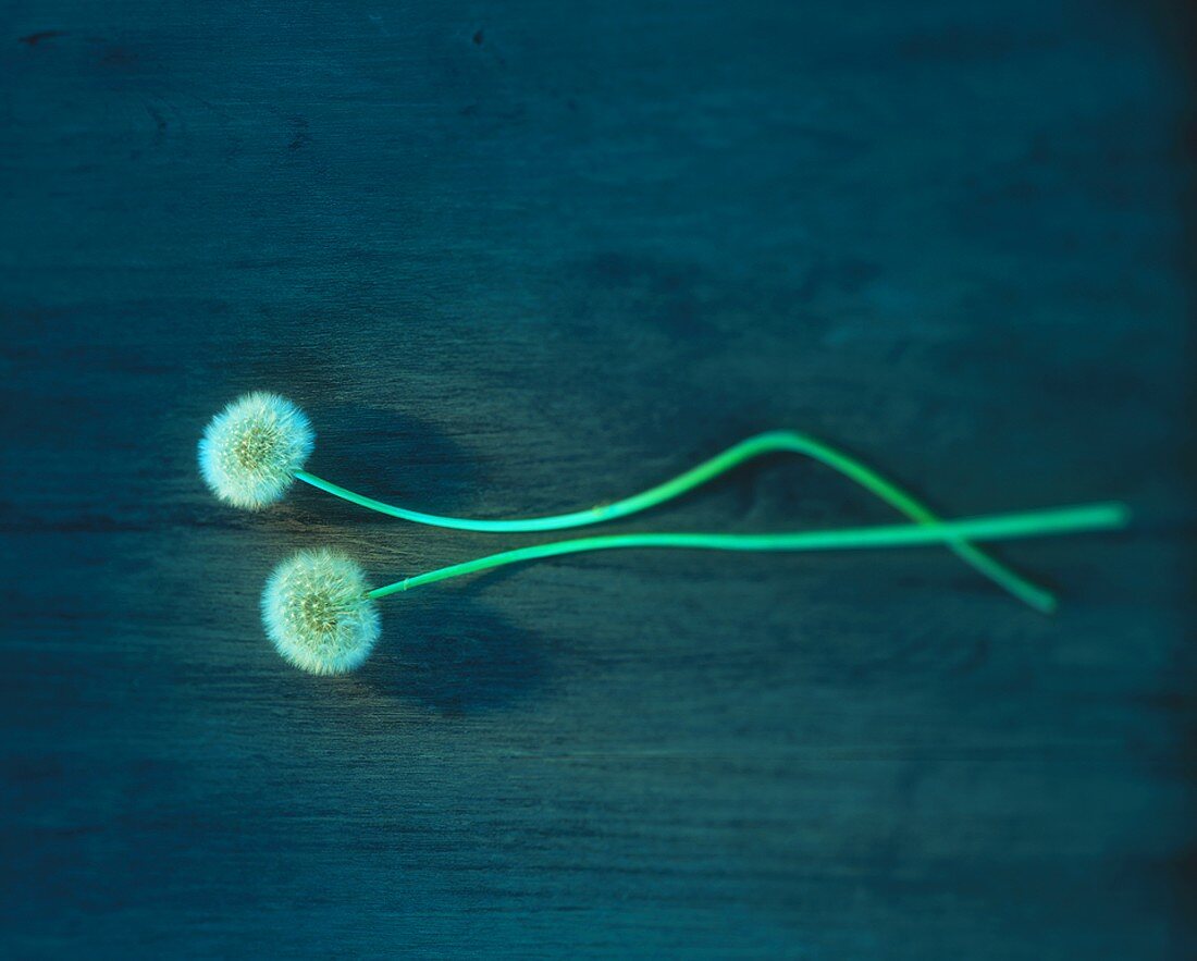 Two dandelion clocks on blue wood