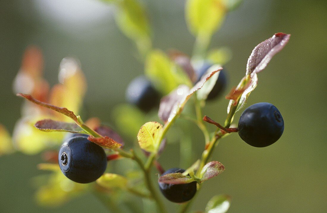 Heidelbeeren am Zweig