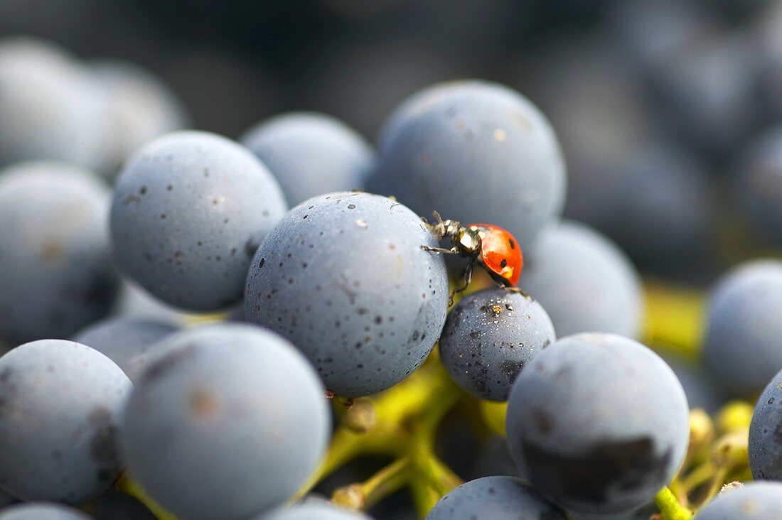 Ladybird on Cabernet Sauvignon grapes