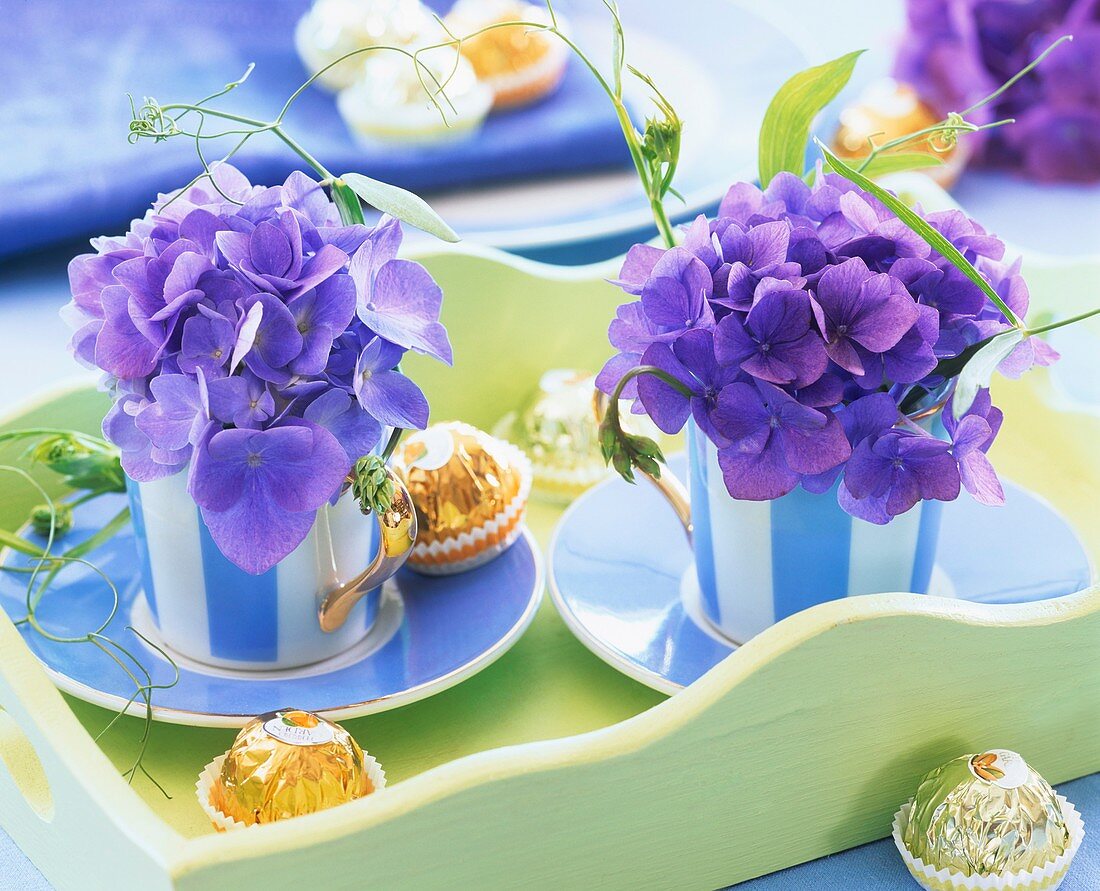 Blue hydrangeas in striped espresso cups and chocolates