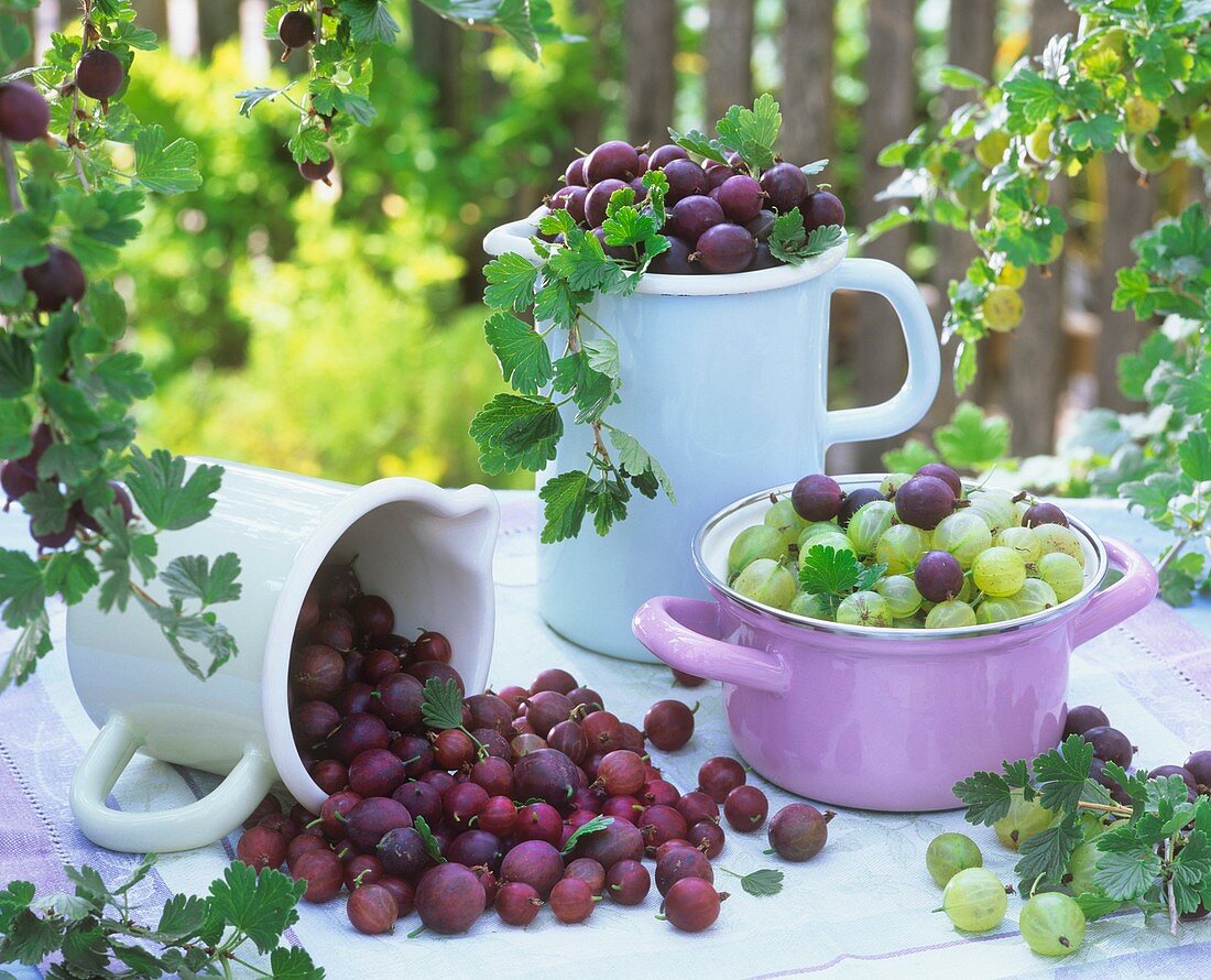 Red and green gooseberries in jugs and pan on garden table