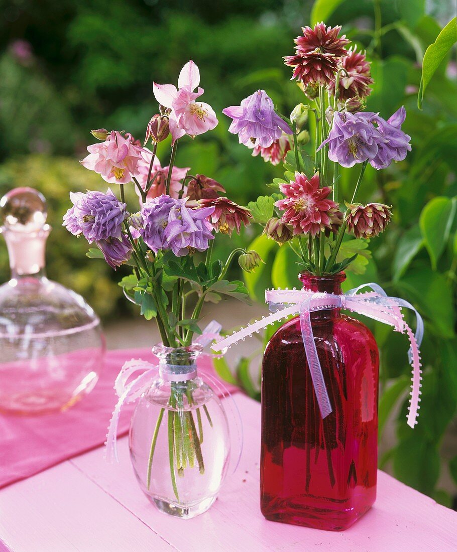 Two posies of aquilegias in glass bottles