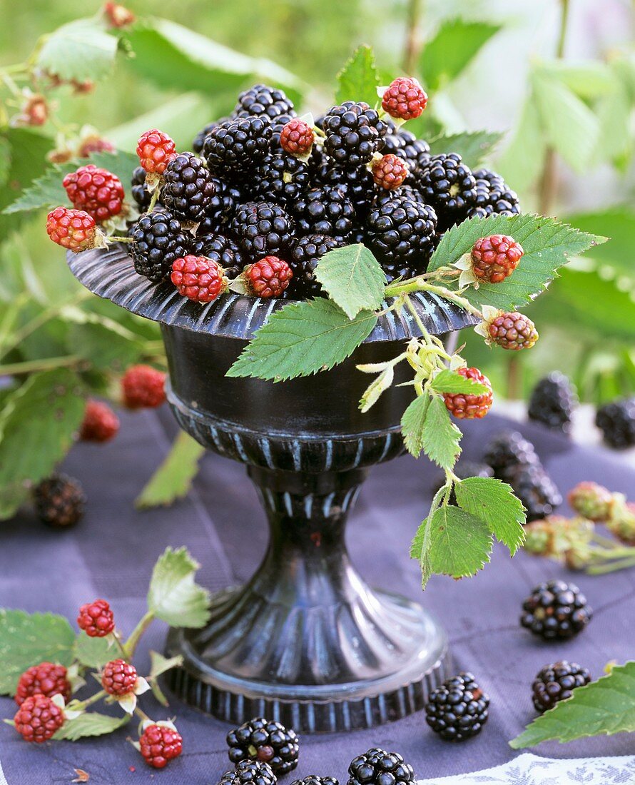 Fresh blackberries in black urn