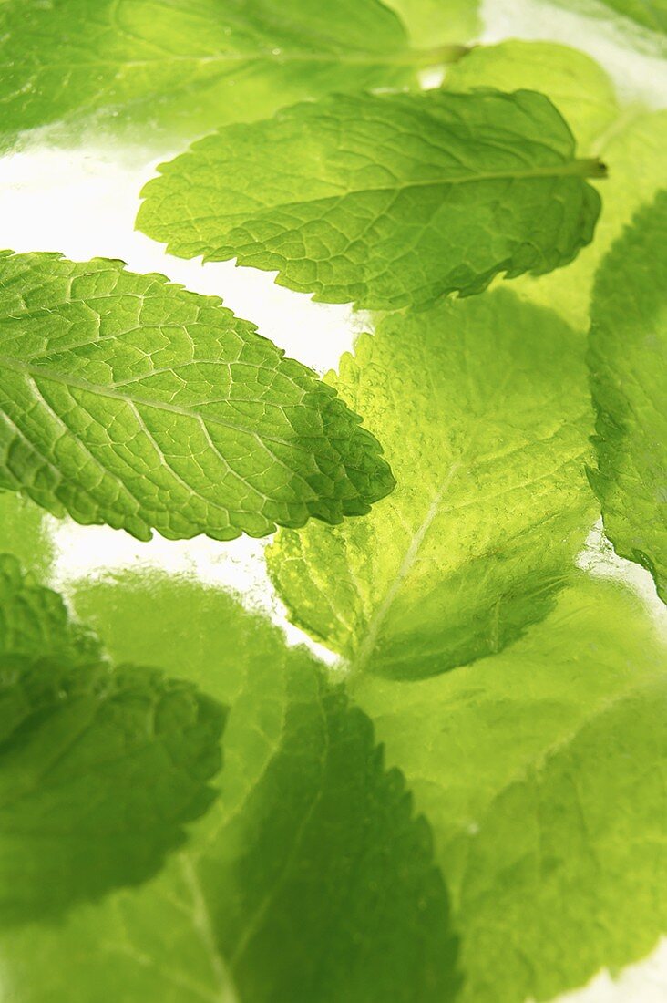 Mint leaves