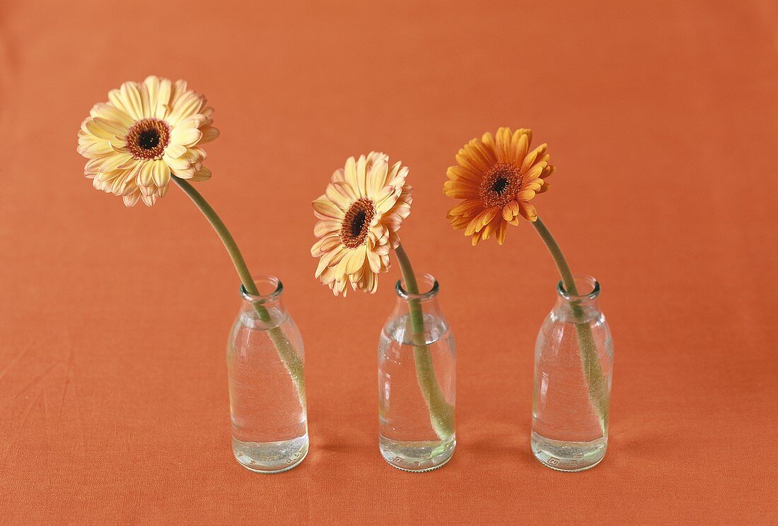 Three gerbreas in small bottles