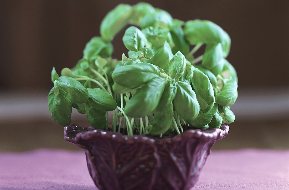 Basil in a Clay Pot