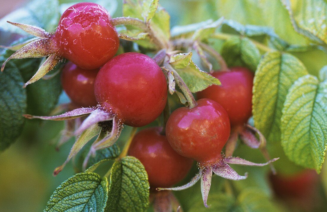 Rose hips with ice crystals