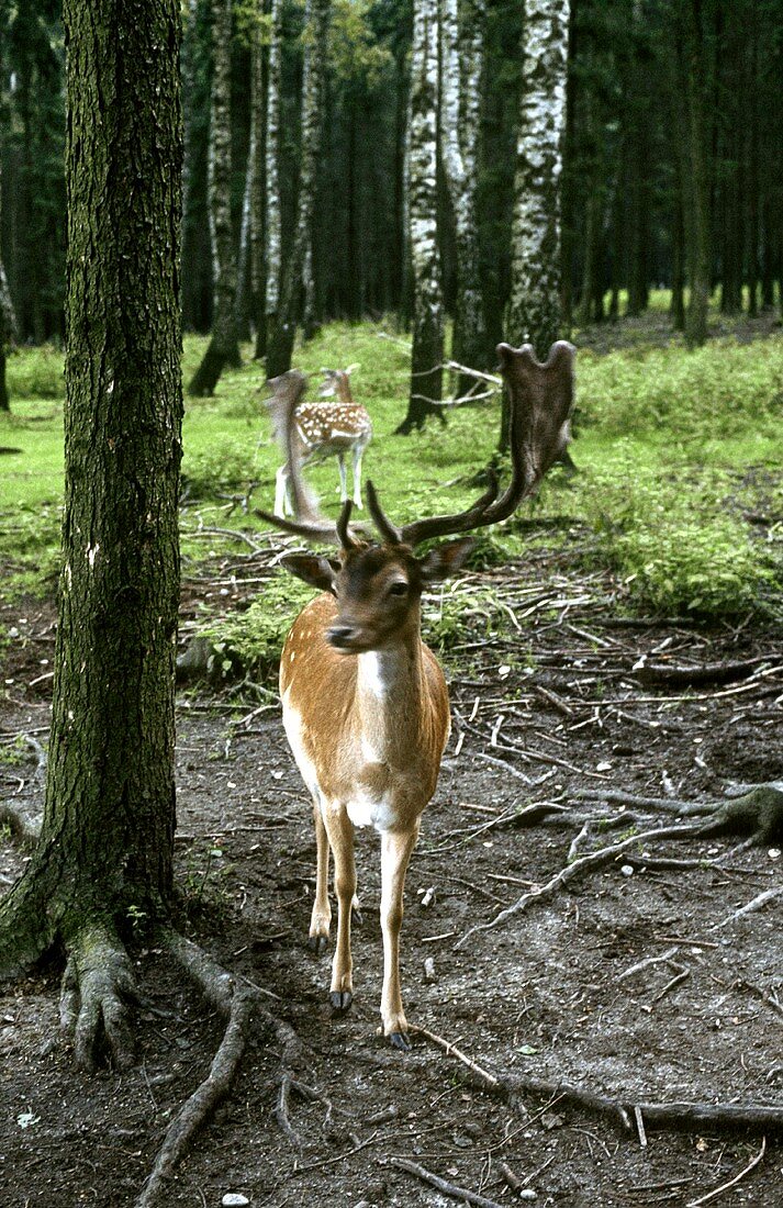 Fallow Deer in a Forest