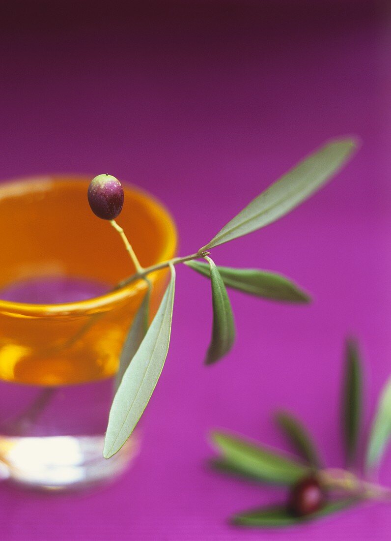 Olivenzweig mit Olive in einem Glas