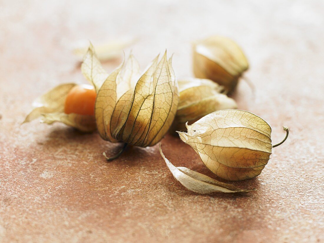 Physalis