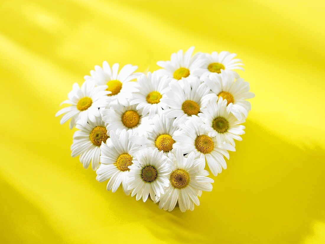 Heart of marguerites