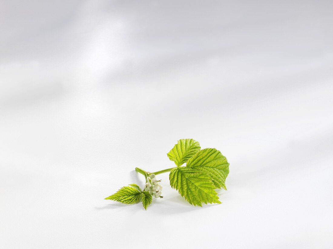 Raspberry leaves