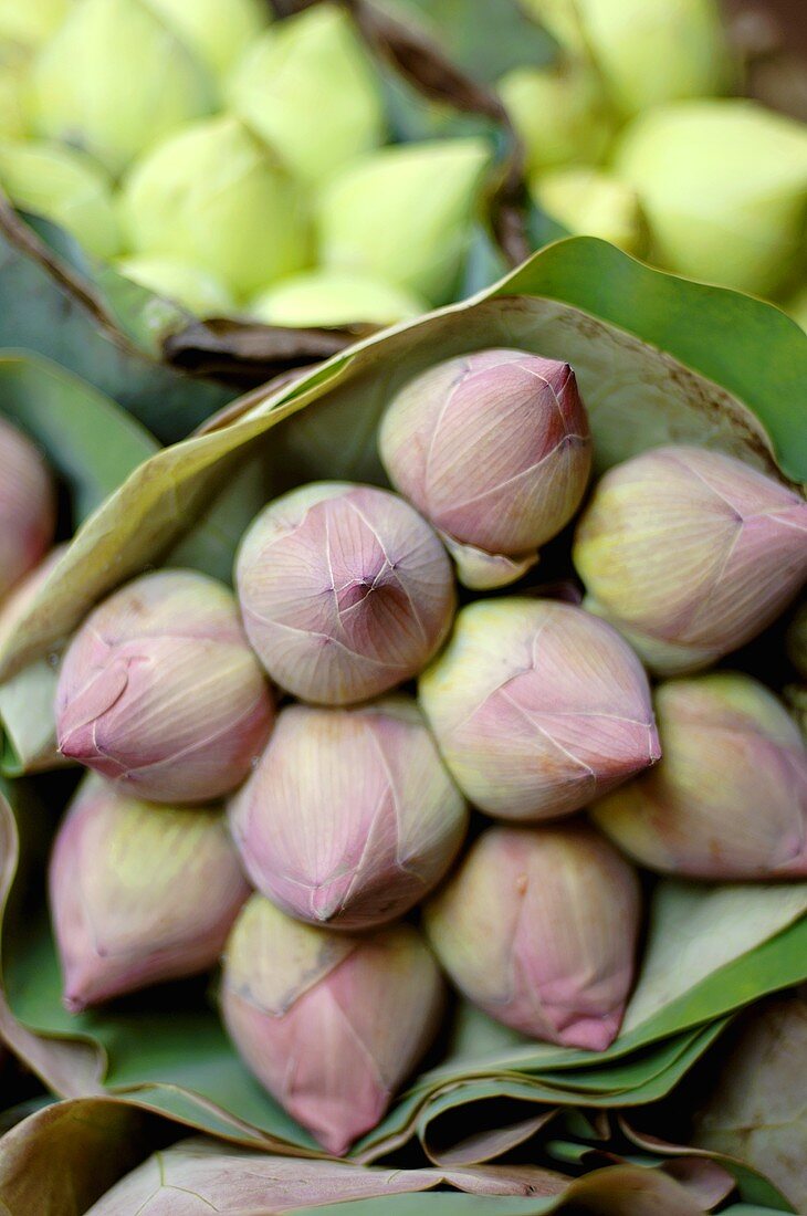 Lotus flower buds