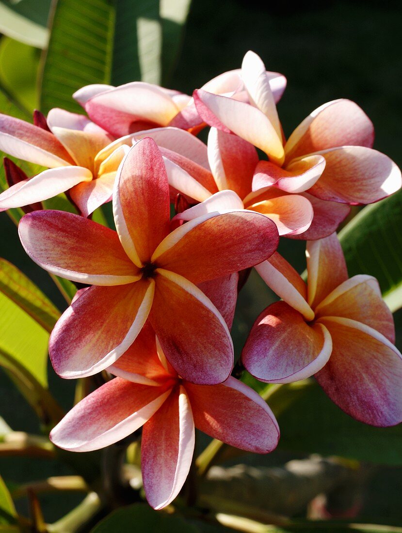 Plumeria (Frangipani or Leelawadee)