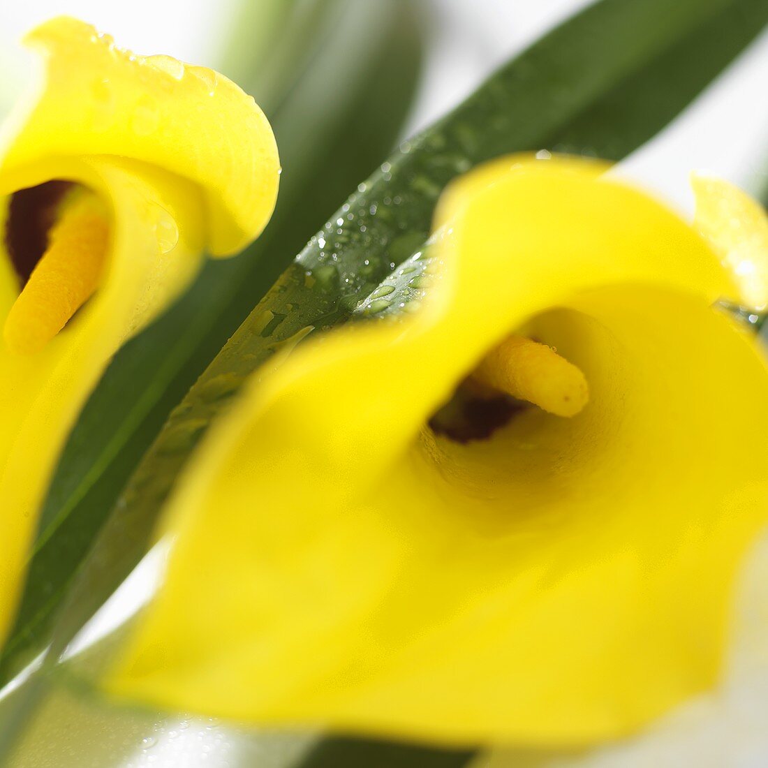 Yellow calla lilies