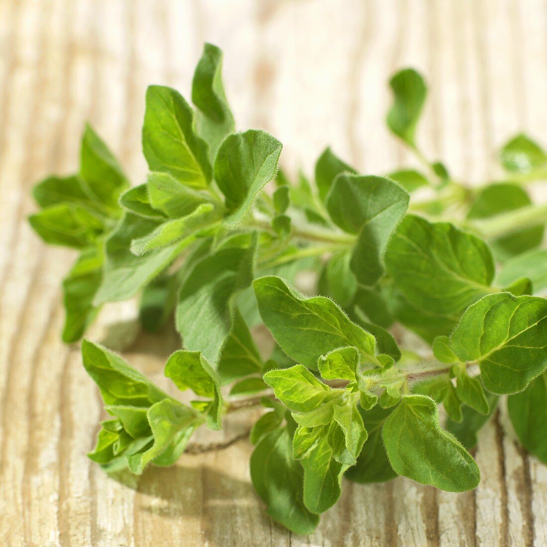 Fresh oregano on wooden background