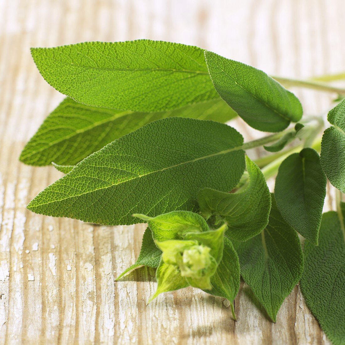 Fresh sage on wooden background