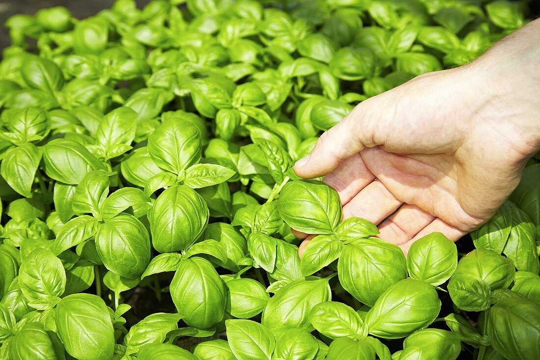 Hand touching basil leaves