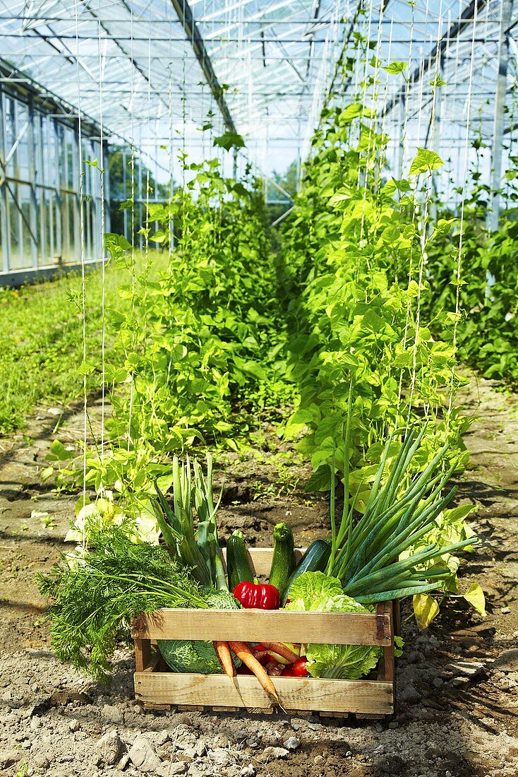 Crate of vegetables in greenhouse