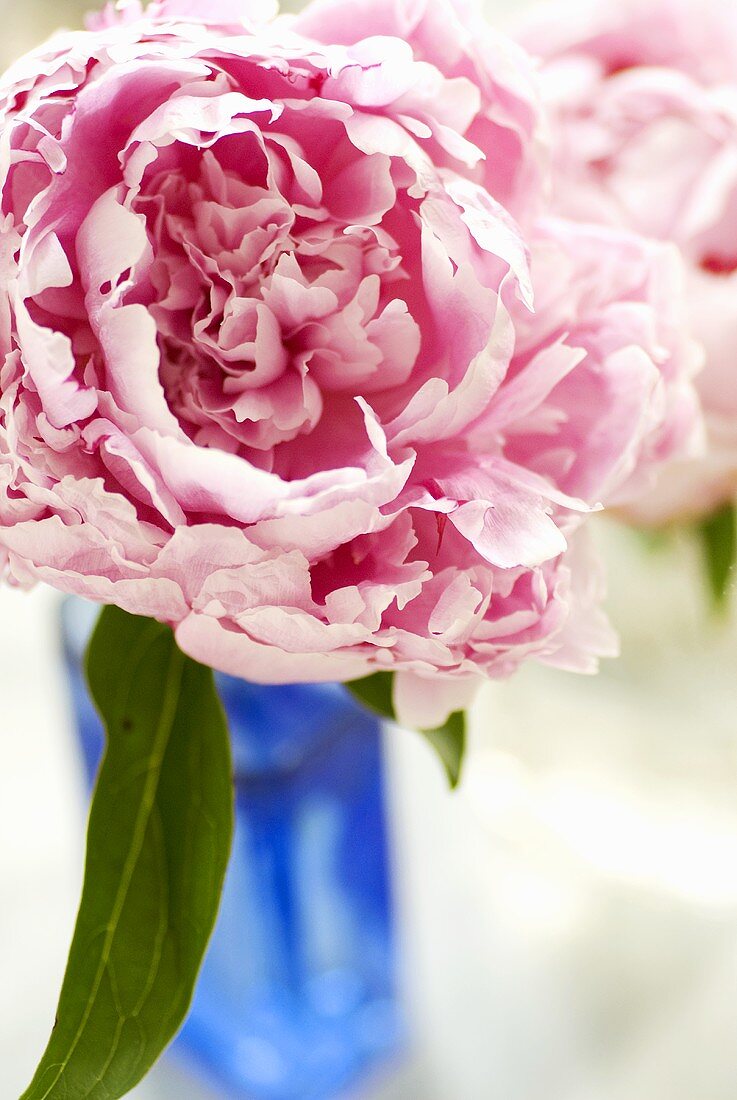 Pink peony