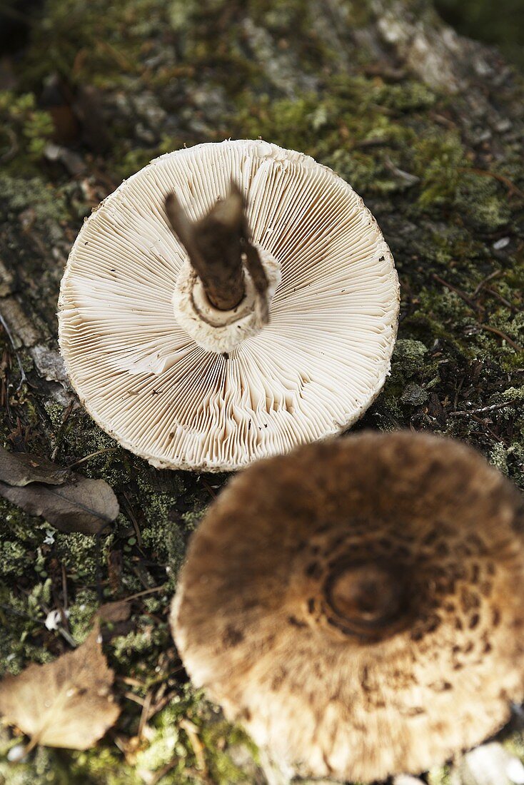Parasol mushrooms (Lepiota procera)