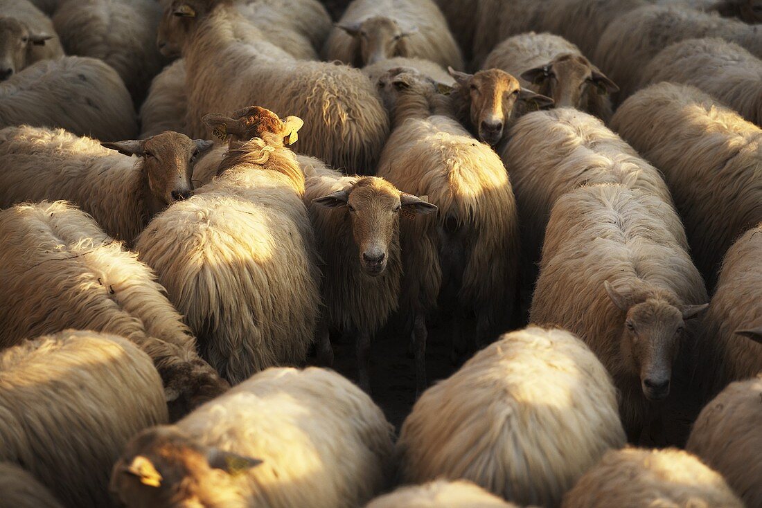 Baskische Schafe