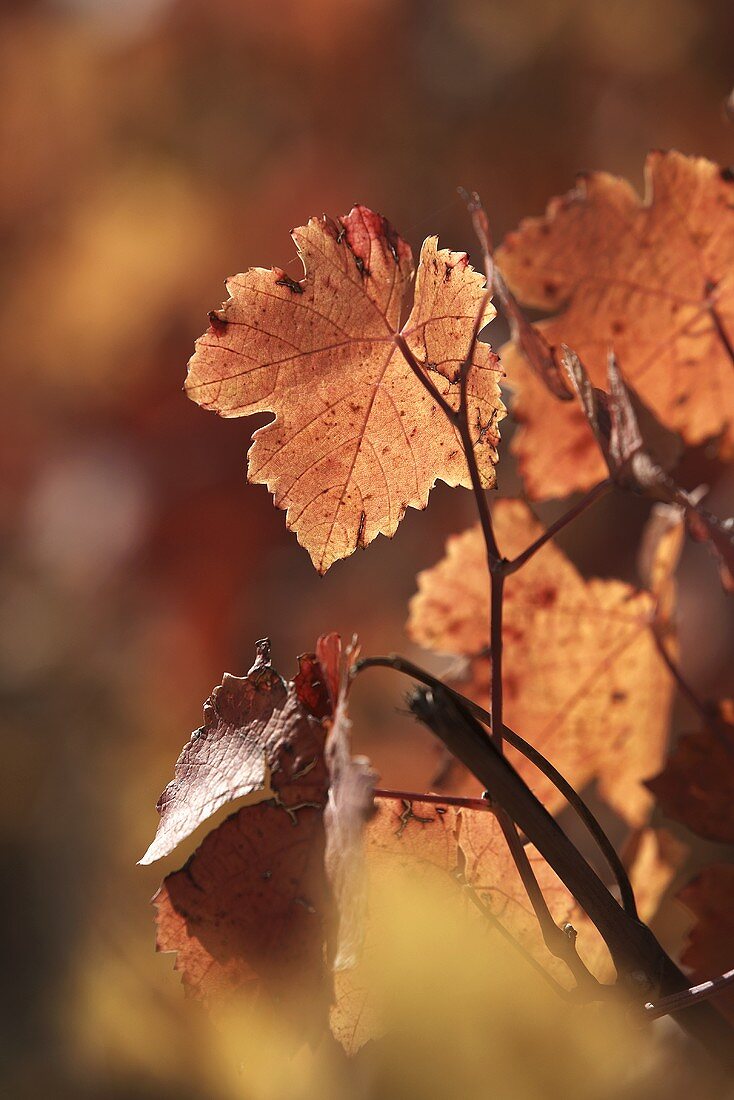 Herbstliche Weinblätter