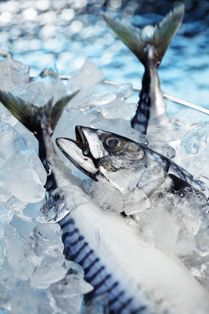 Fresh mackerel on ice cubes