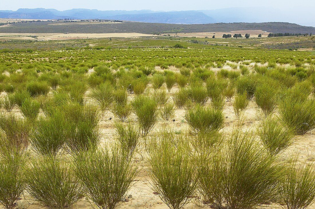 Rooibos plantation (South Africa)