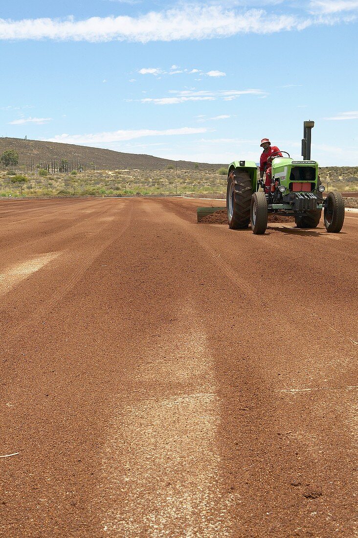 Rooibos-Feld wird mit Traktor bearbeitet (Südafrika)