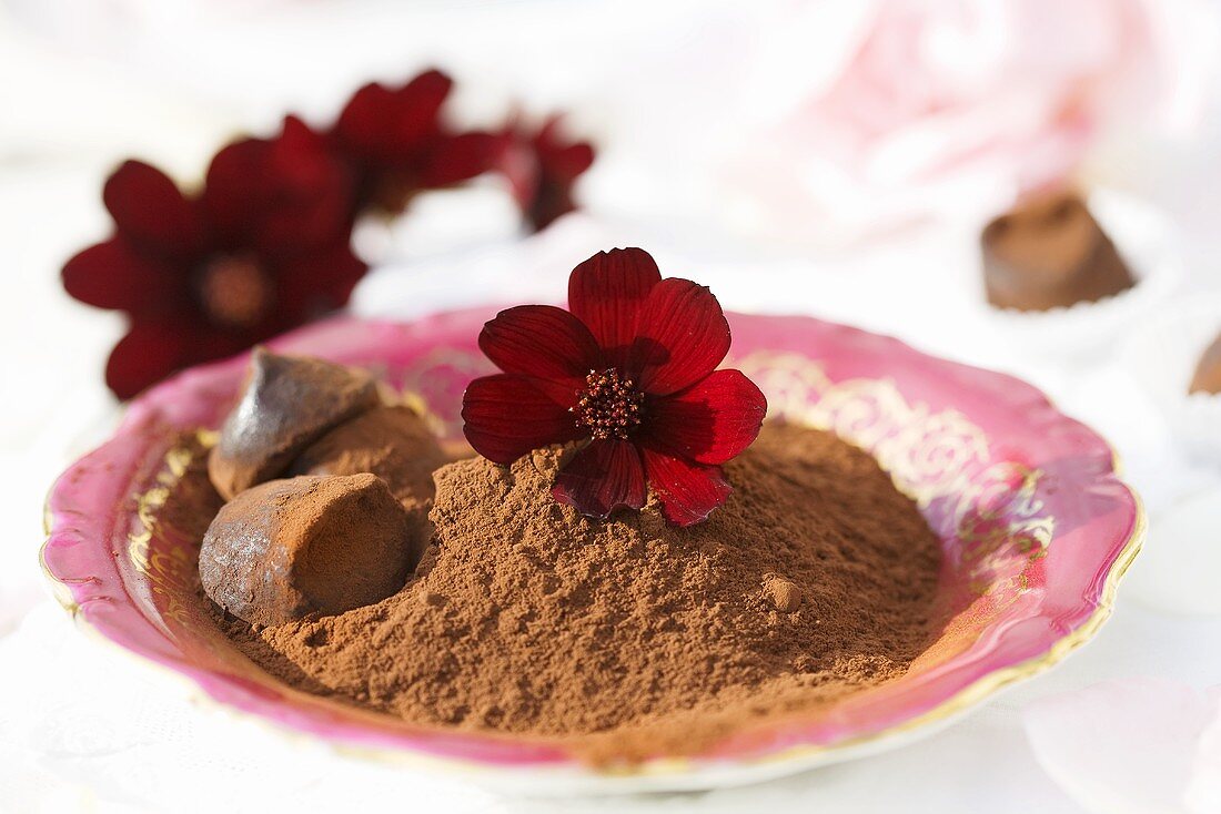 Cocoa powder with chocolate cosmos flowers
