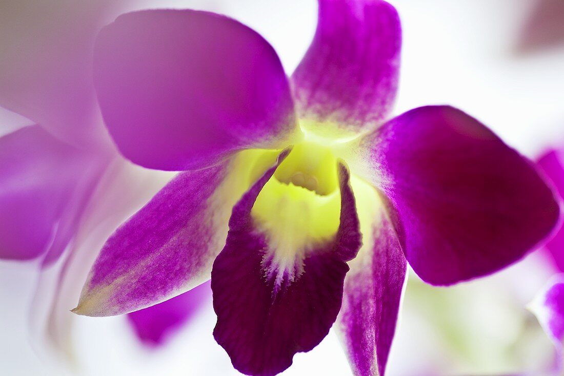 Dendrobien Orchidee