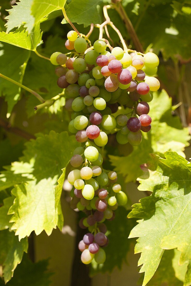 Unripe grapes on the vine
