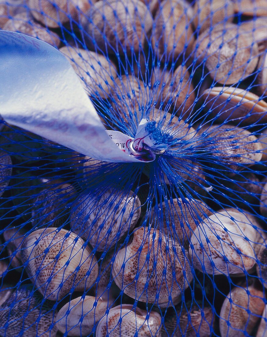 Striped Venus clams in net