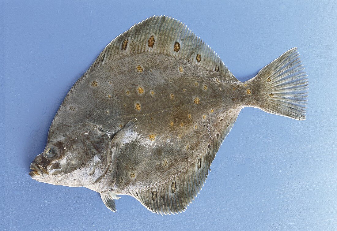 Fresh plaice on blue background