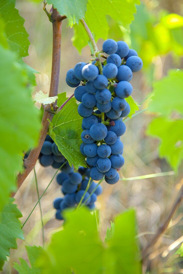 Black grapes on the vine