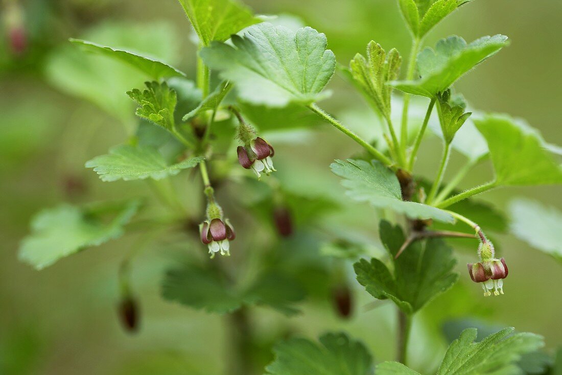 Gooseberry bush with flowers
