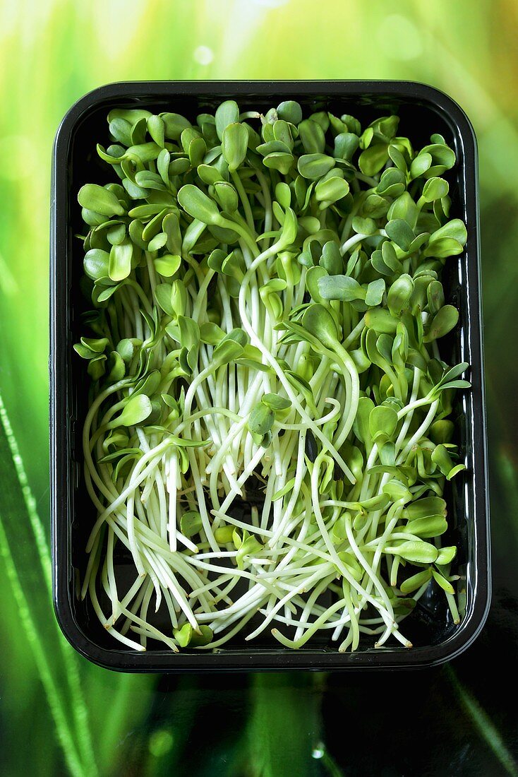 Sunflower sprouts in tray