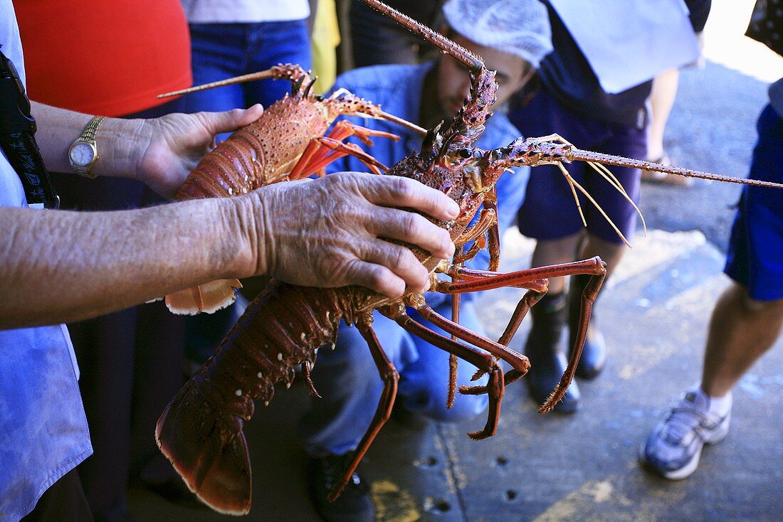 Person holding live lobster