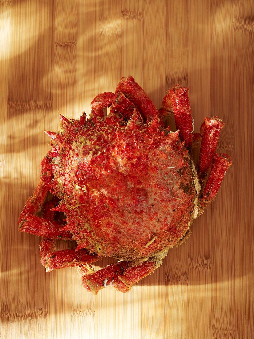 Spider crab on wooden background