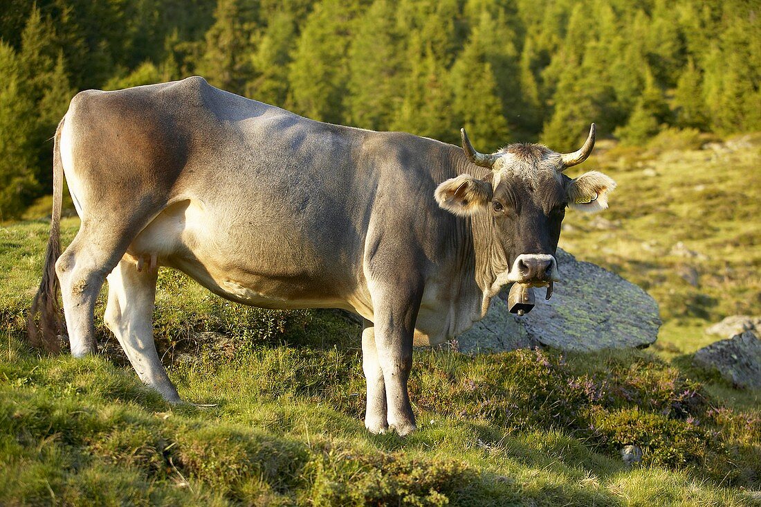 Tyrolese Grey cow in pasture